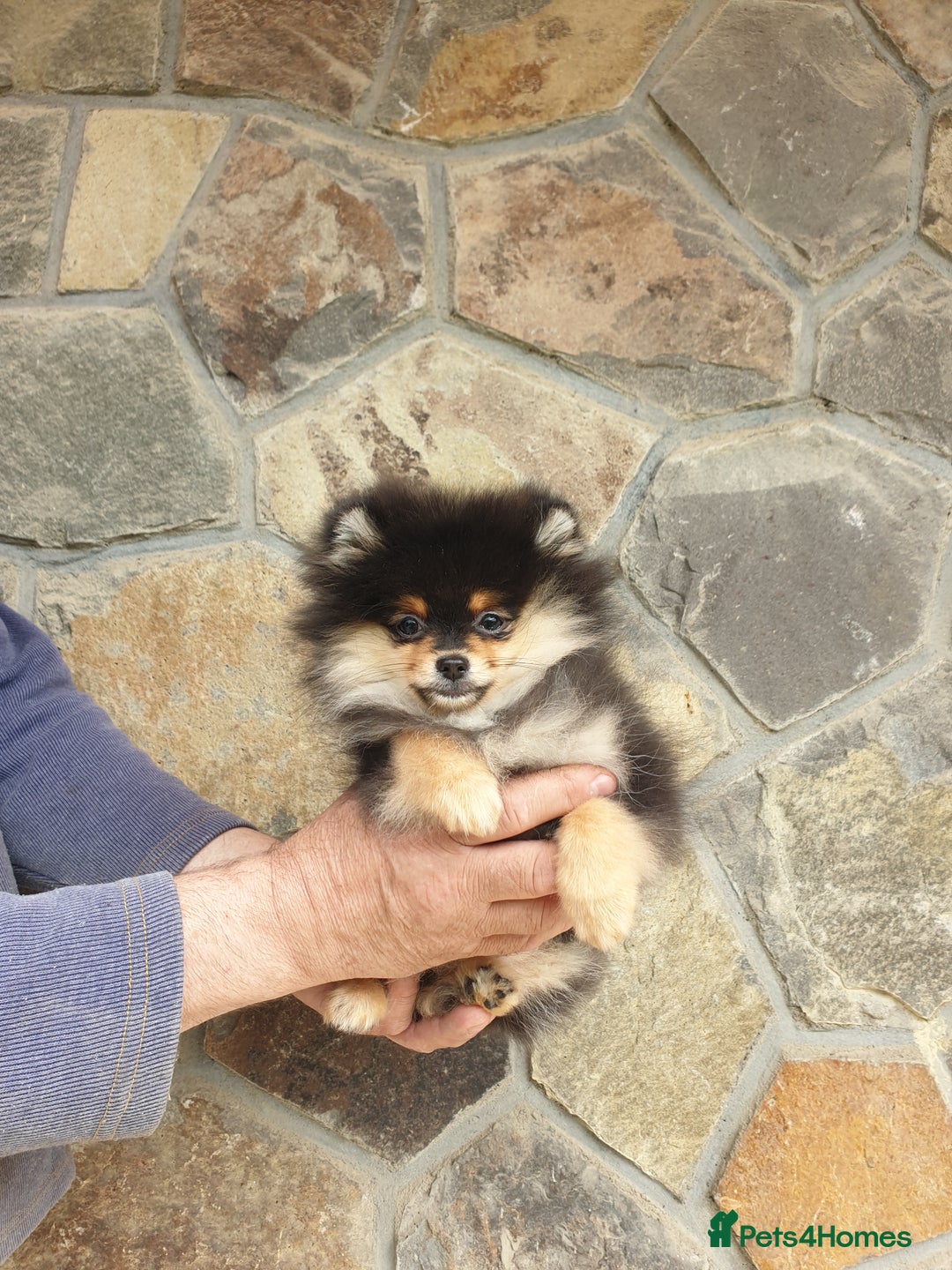 Pomeranian dogs for sale: STANN in Bradford - Image 10