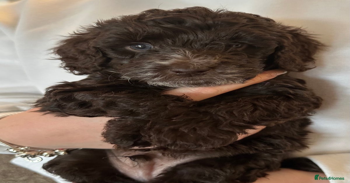 Last gorgeous boy cockapoo for sale in Durham | Pets4Homes