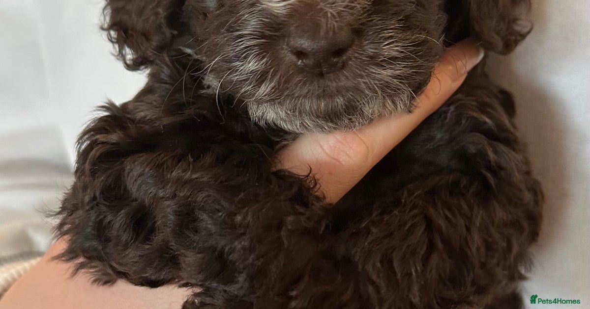 Last gorgeous boy cockapoo for sale in Durham | Pets4Homes