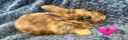 Mini Lop rabbits for sale: Pure bred mini lop bunnies - Advert 16