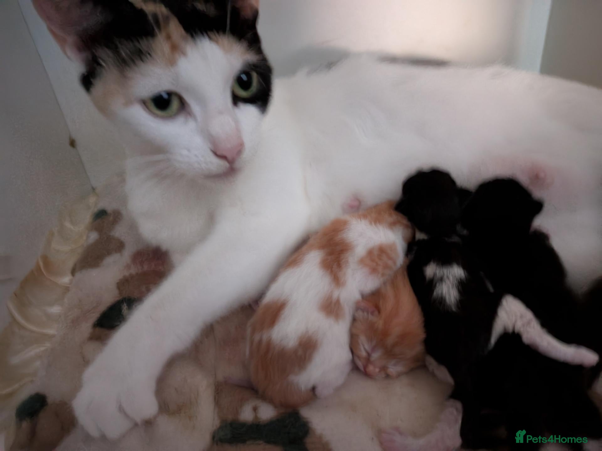 Mixed Breed cats Beautiful domestic x ragdoll kittens - Advert 1