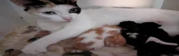 Mixed Breed cats for sale: Beautiful domestic x ragdoll kittens - Advert 1