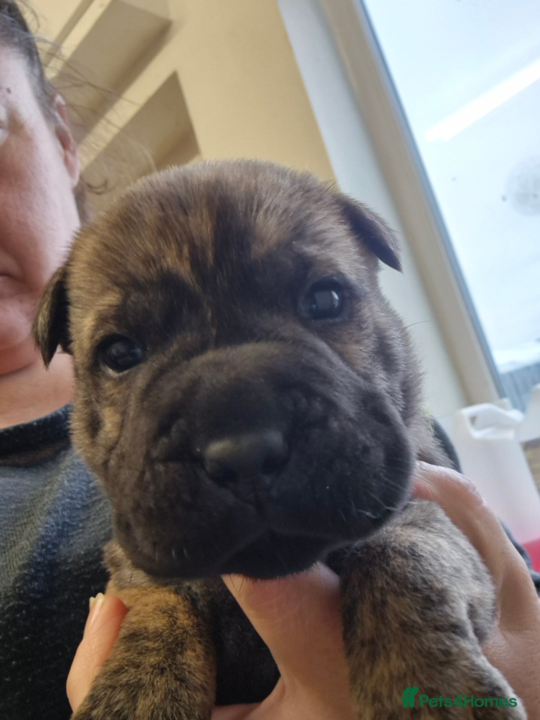 Mixed Breed dogs for sale: Tiny little happy accidents  - Advert 3