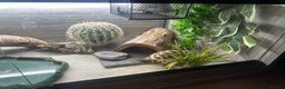 Tortoise reptiles for sale: 5 year old horsfield tortoise and full set up  - Advert 6