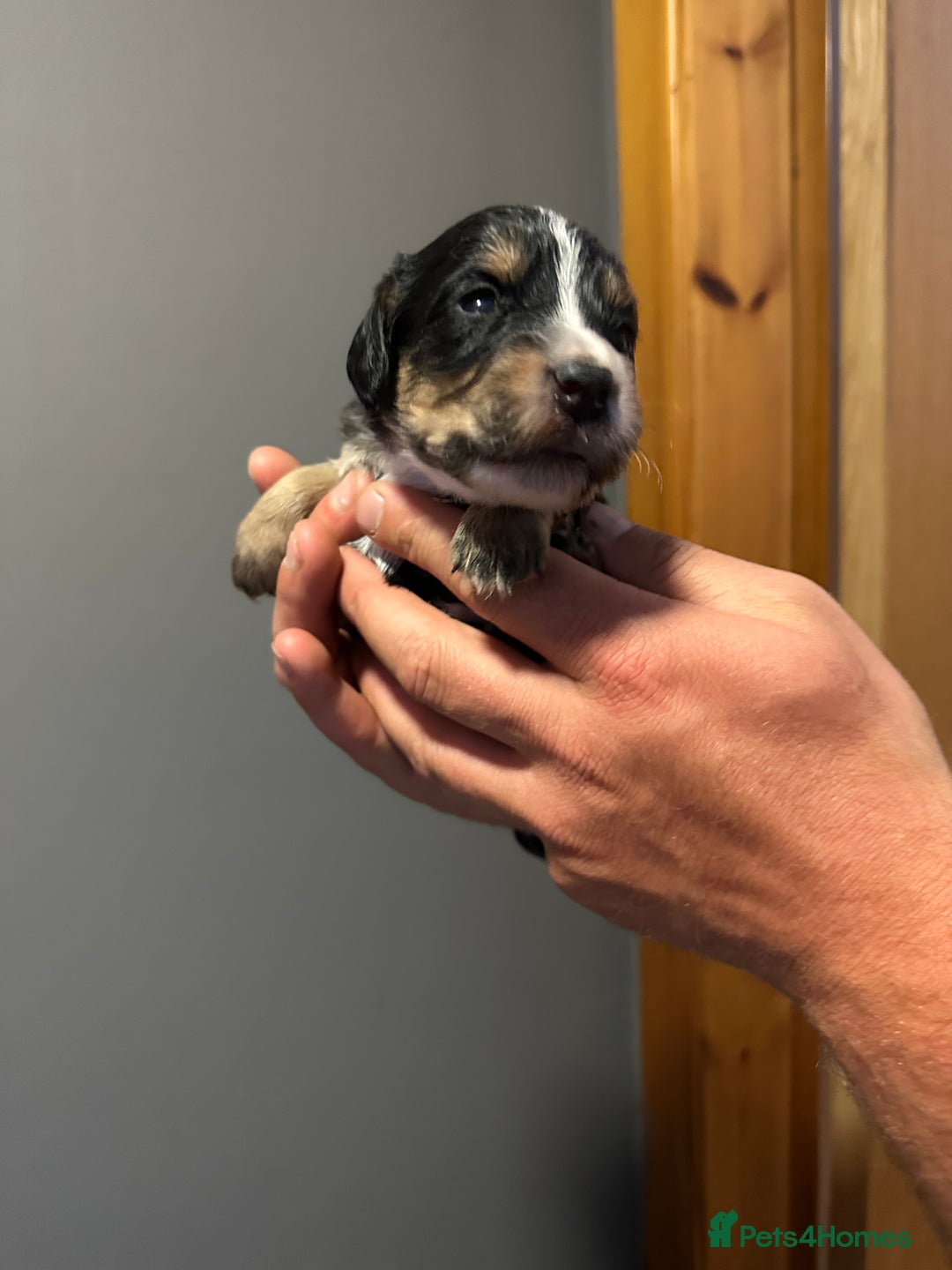 Cocker Spaniel dogs for sale: Kennel Club reg’d Cocker Puppies - Image 5