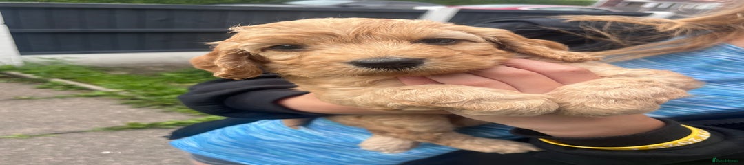 Cockapoo Puppy 2
