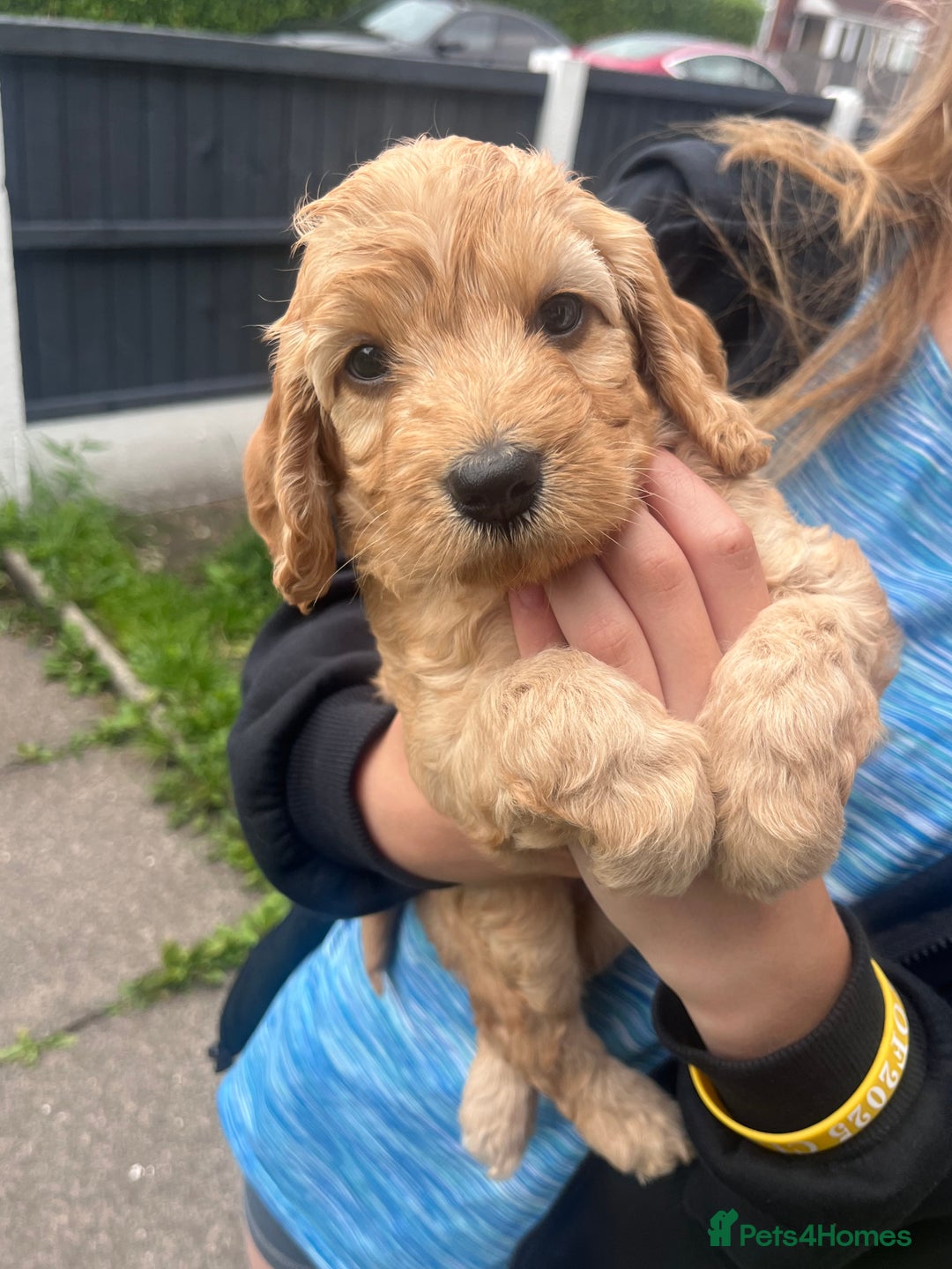 Cockapoo dogs for sale: F2 Cockapoos - Image 5