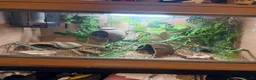 Gecko reptiles for sale: Beautiful 1 Year-Old Female geko - Advert 4