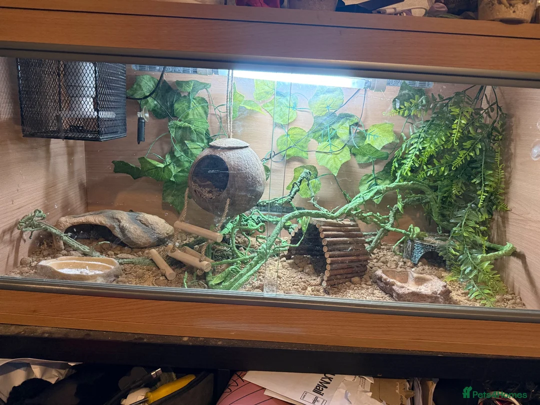 Gecko reptiles for sale: Beautiful 1 Year-Old Female geko - Advert 4