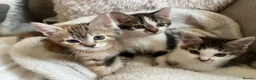 Mixed Breed cats for sale: Kittens ready to go 9 weeks old  in Nuneaton - Advert 4