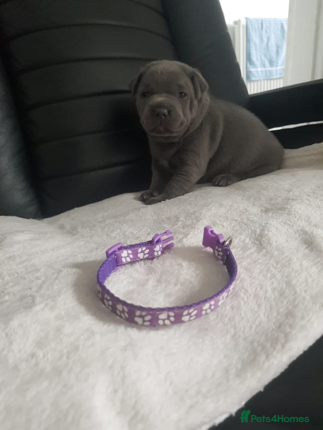 Staffordshire Bull Terrier dogs for sale: Beautiffull KC Staffordshire bull terrier  pups. - Image 8