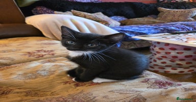 Mixed Breed cats - Advert 9
