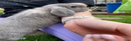 Mini Lop rabbits for sale: 2 Mini Lop Girls  in Swadlincote - Advert 5