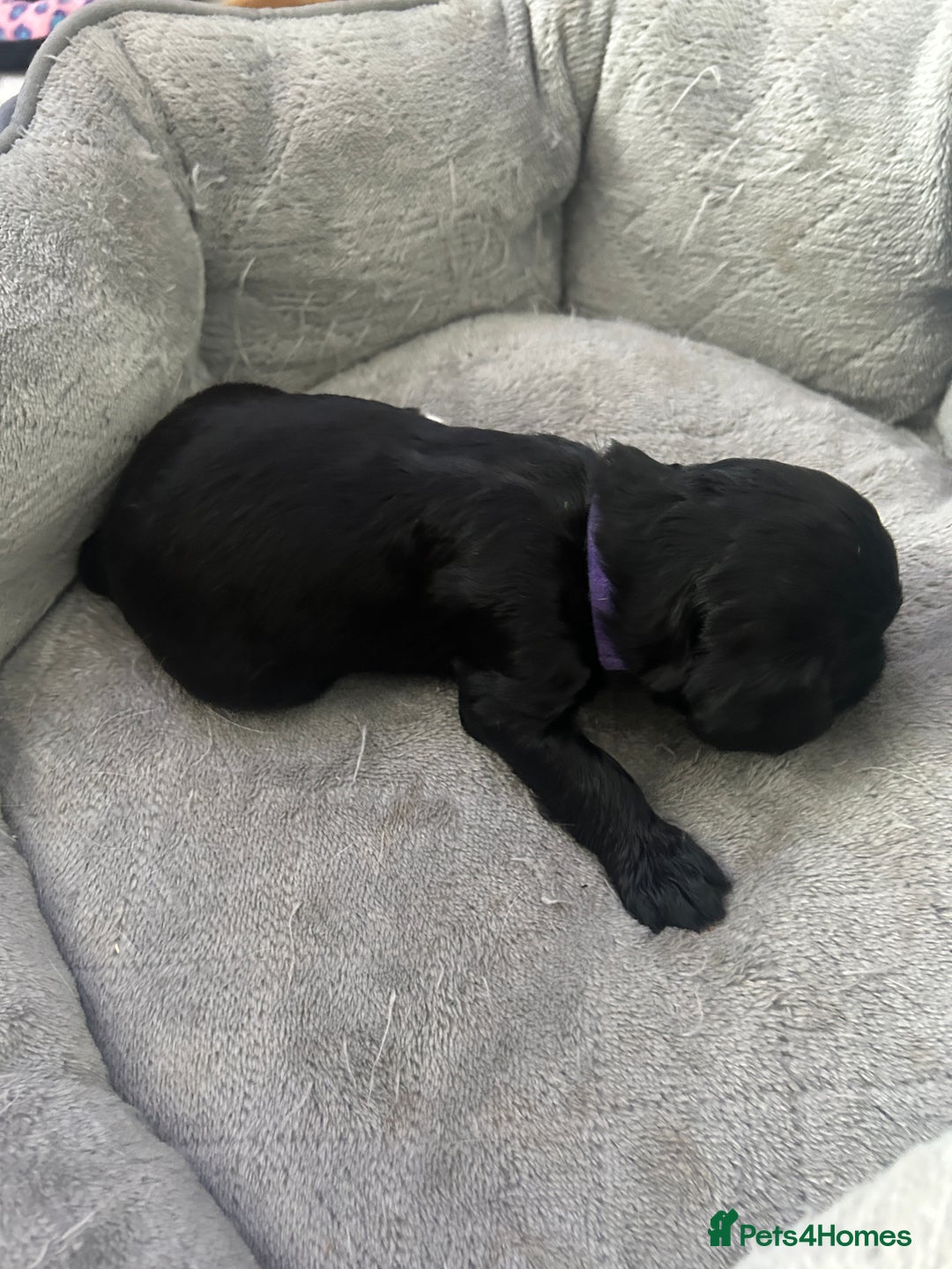 Cocker Spaniel dogs for sale: 🐾 Beautiful Cocker Spaniel Puppies 🐶 - Image 8