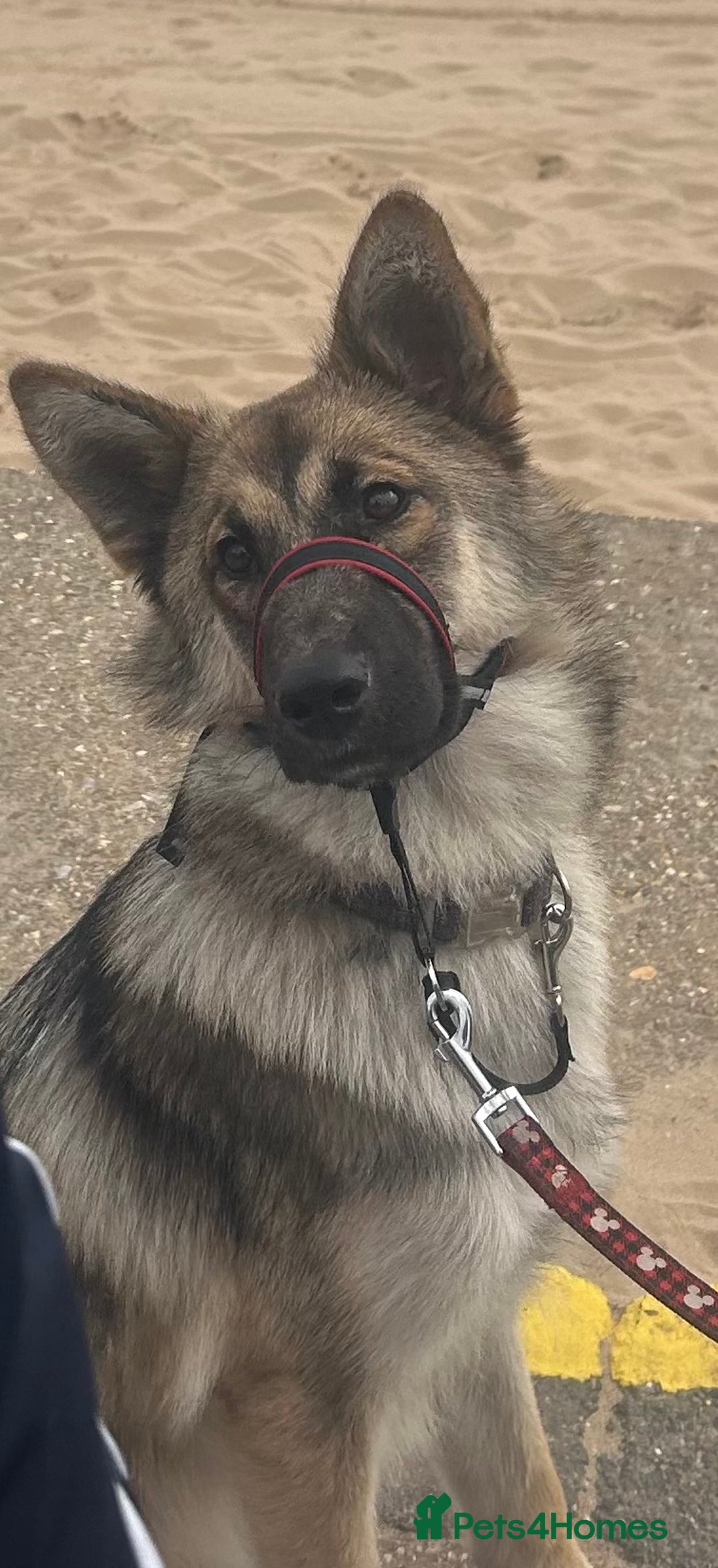 Mixed Breed dogs for sale: Alaskan shepherd  - Image 1