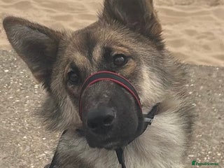 Mixed Breed dogs Alaskan shepherd - Advert 17