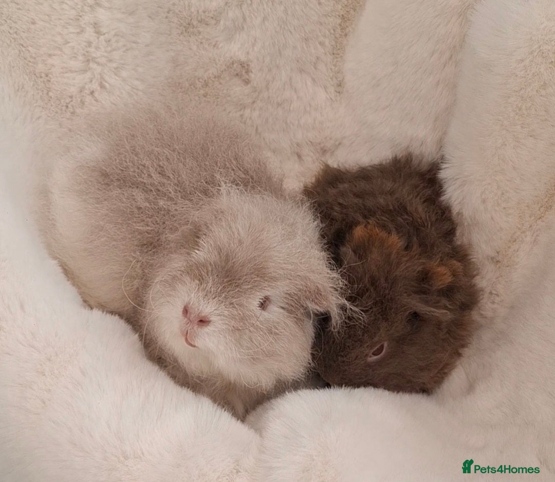 Guinea Pig rodents Pair of young bonded male Guinea pigs  - Advert 17