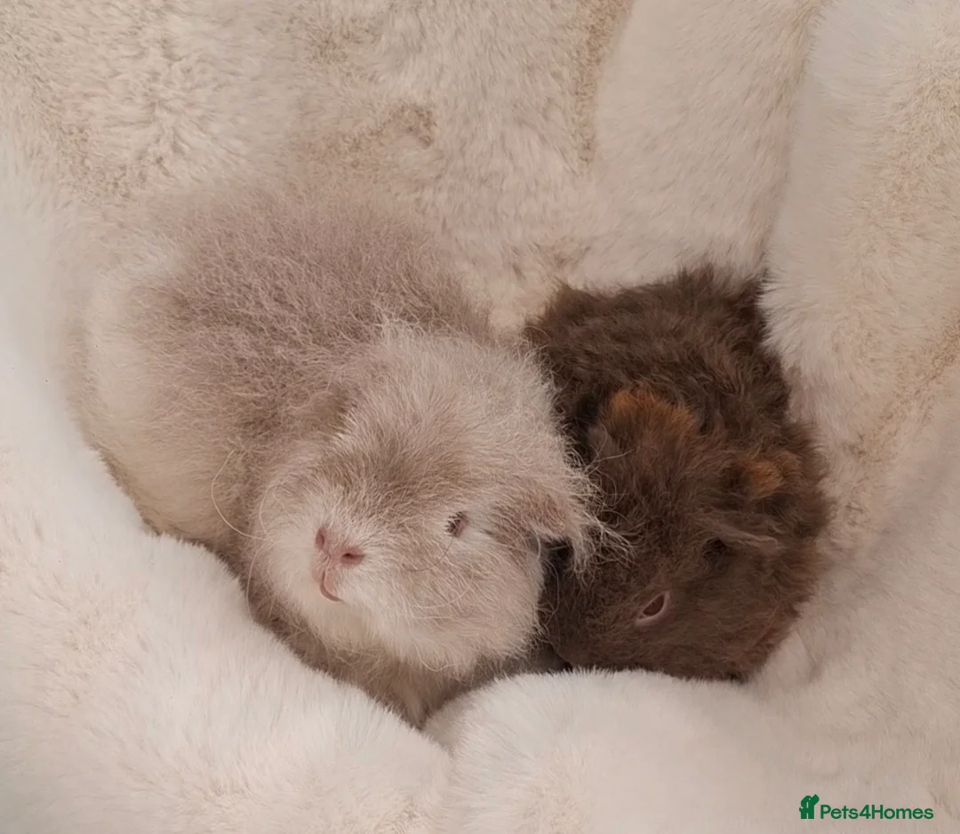 Guinea Pig rodents for sale: SOLD  - Advert 1