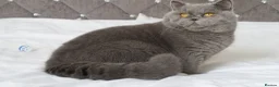 British Shorthair cats for stud: OPUS - GCCF & TICA Registered British Shorthair - Advert 6