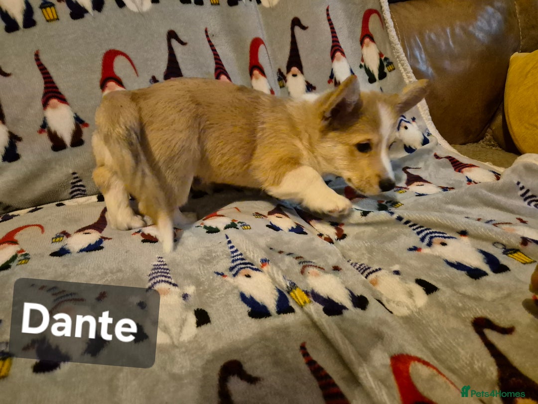 Welsh Corgi Pembroke dogs for sale: 8  Wales Pembroke Corgi puppy's - Advert 40