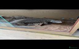 Monitor reptiles for sale: Servanah monitor  - Image 3