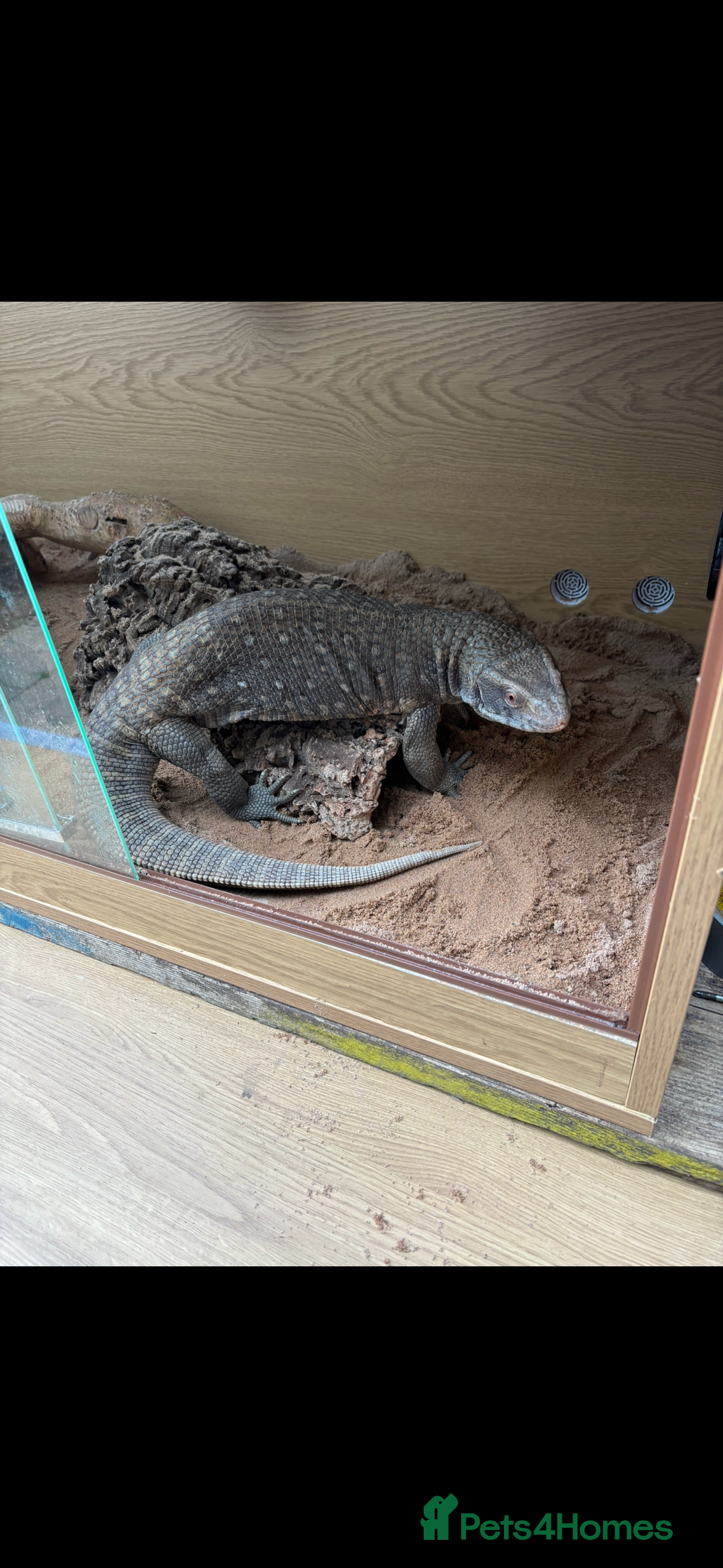 Monitor reptiles for sale: Servanah monitor  - Image 3