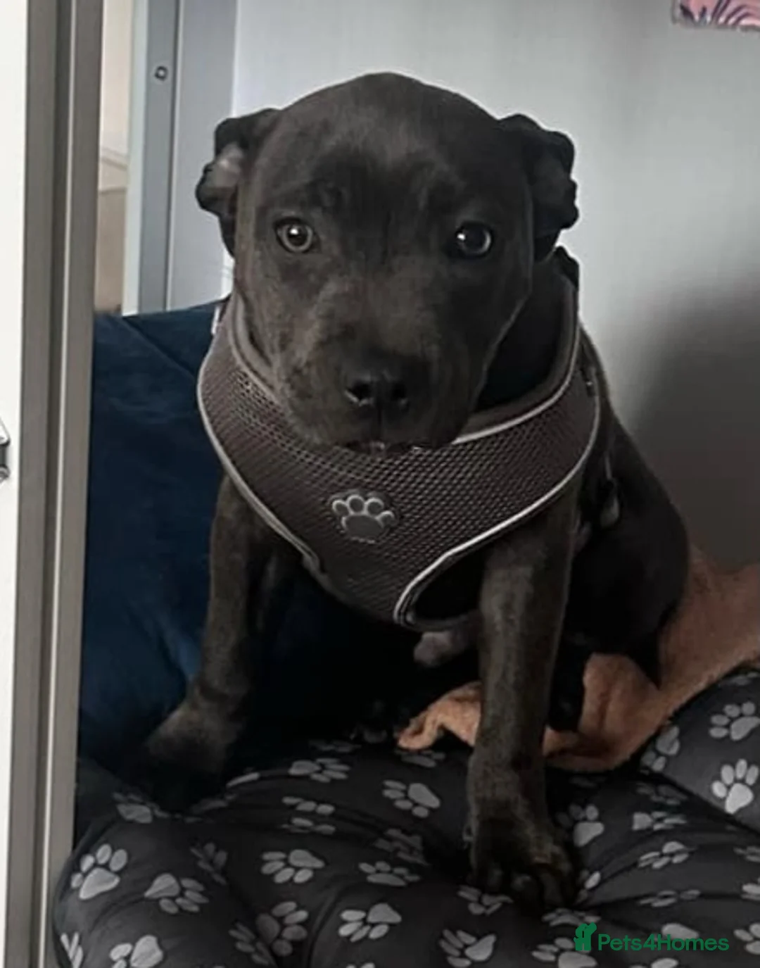 Staffordshire Bull Terrier dogs for sale: Male Blue staffy Troy - Advert 22