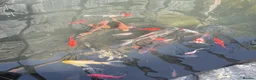 Pond Fish fish for sale: 25+ pond fish for sale  in Redhill - Advert 1