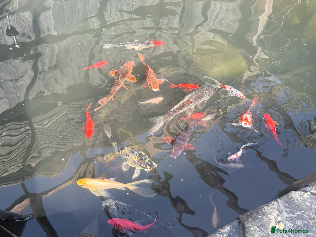 Pond Fish fish for sale: 25+ pond fish for sale  in Redhill - Advert 1