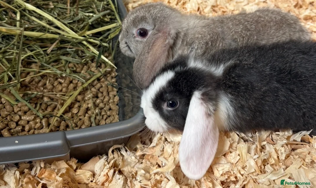 Mini Lop rabbits for sale: Mini lops ready to leave  - Advert 2