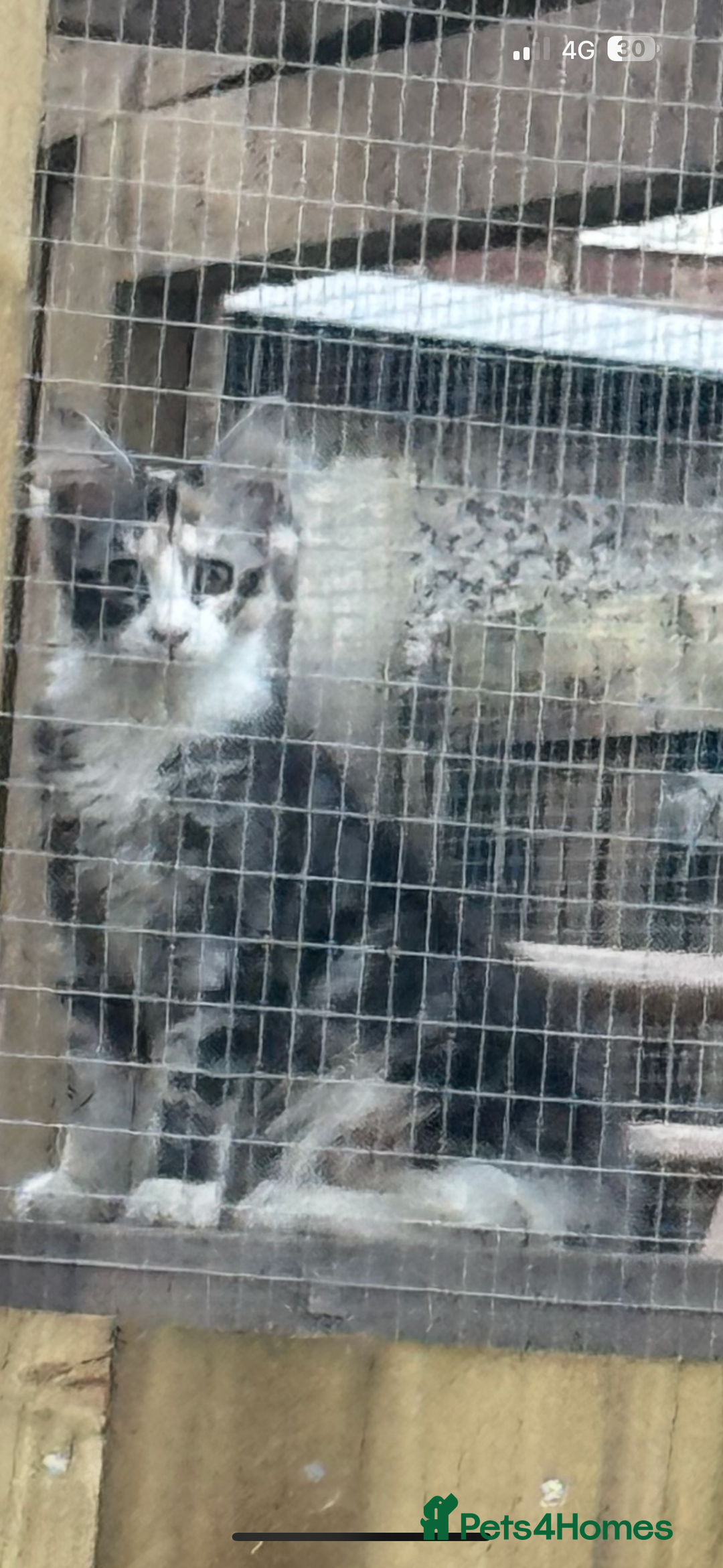 Maine Coon cats for sale: 6 months old female Mainecoon  - Image 4