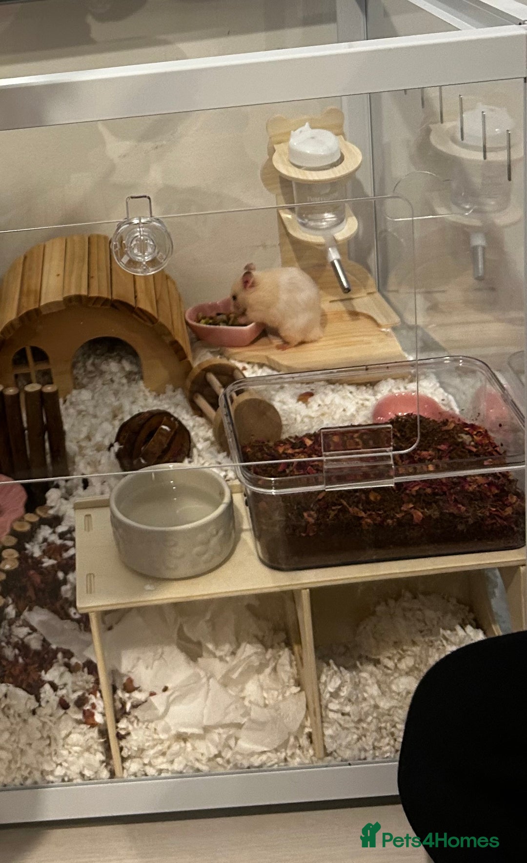 Hamster rodents for sale: Male Hamster, Cage, Accessories Included - Image 1