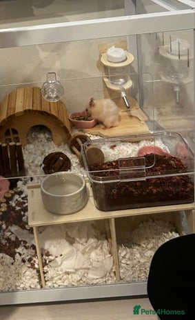 Hamster rodents - Advert 7