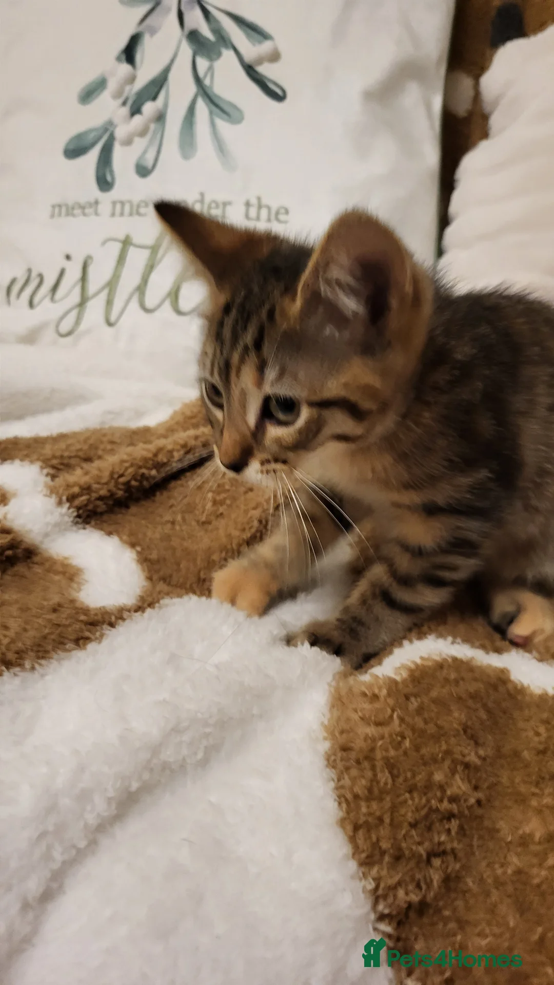 Mixed Breed cats for sale: Kittens READY NOW - Advert 27