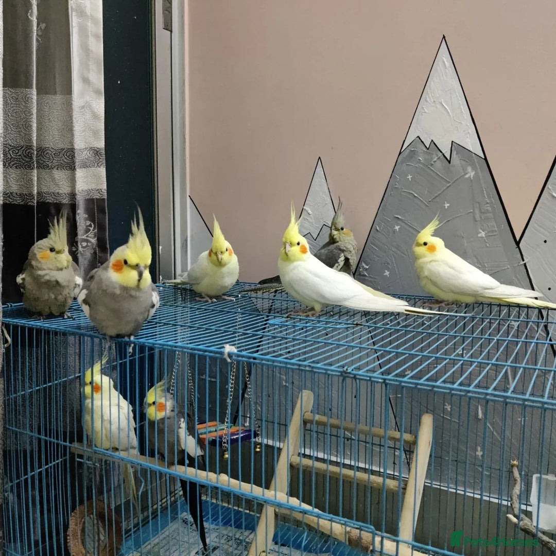 Mixed Breed birds for sale: Available Birds and Parrots - Image 2
