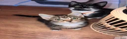 British Shorthair cats for sale: Rescue Kittens Looking for Forever Families  - Advert 14