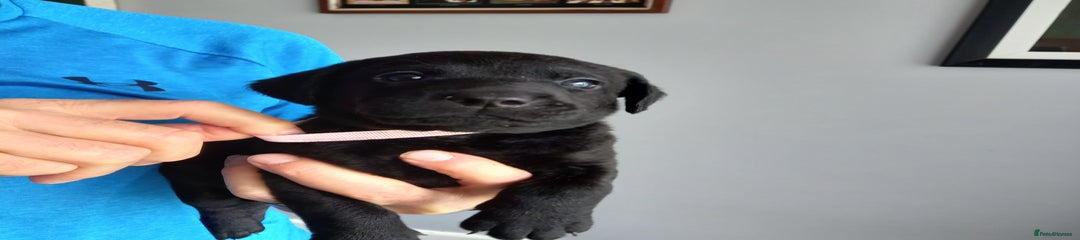 Labrador Retriever Puppy 4