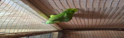 Parrots birds for sale: Proven pair yellow naped amazons  in Carrickfergus - Advert 5