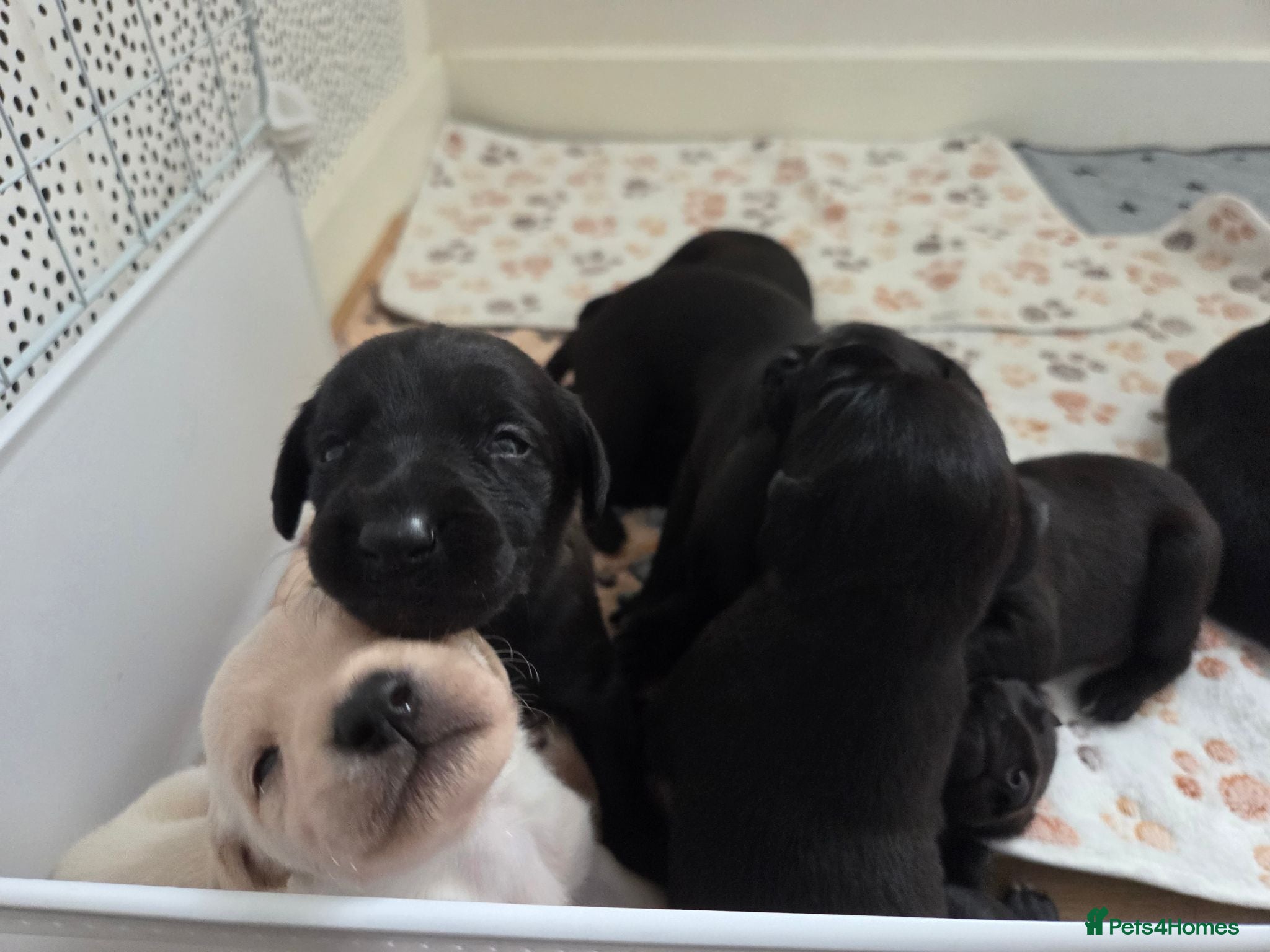 Mixed Breed dogs 🐾 Beautiful Labrador × Whippet Puppies! 🐾 - Advert 1