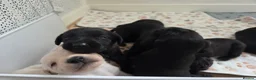 Mixed Breed dogs for sale: 🐾 Labrador × Whippet Puppies! 🐾 - Advert 11