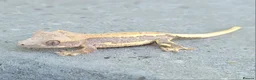Gecko reptiles for sale: Crested Geckos hatchlings and male juveniles  - Advert 7