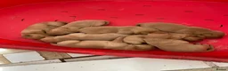 Labrador Retriever dogs for sale: Outstanding litter of fox red Labrador puppies  in Durham - Advert 4