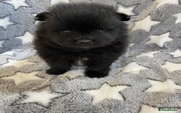 Pomeranian dogs for sale: Beautiful pomeranian Puppies - Image 5