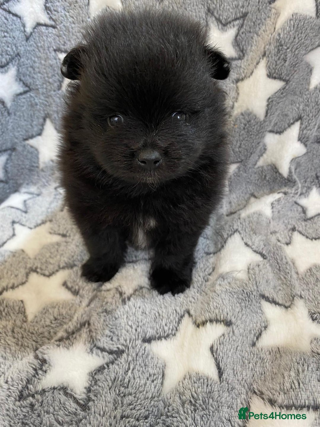 Pomeranian dogs for sale: Beautiful pomeranian Puppies - Image 5