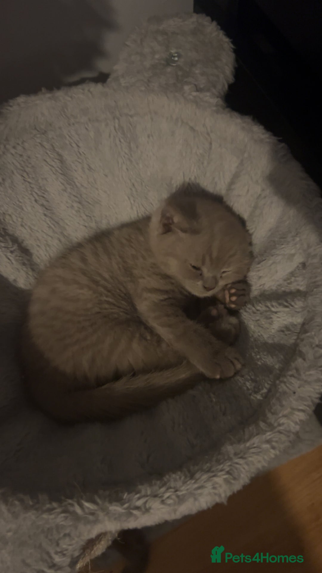 British Shorthair cats for sale: Beautiful female BSH  - Image 9
