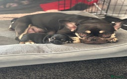 French Bulldog dogs for sale: Beautiful French bulldog puppies - Image 1