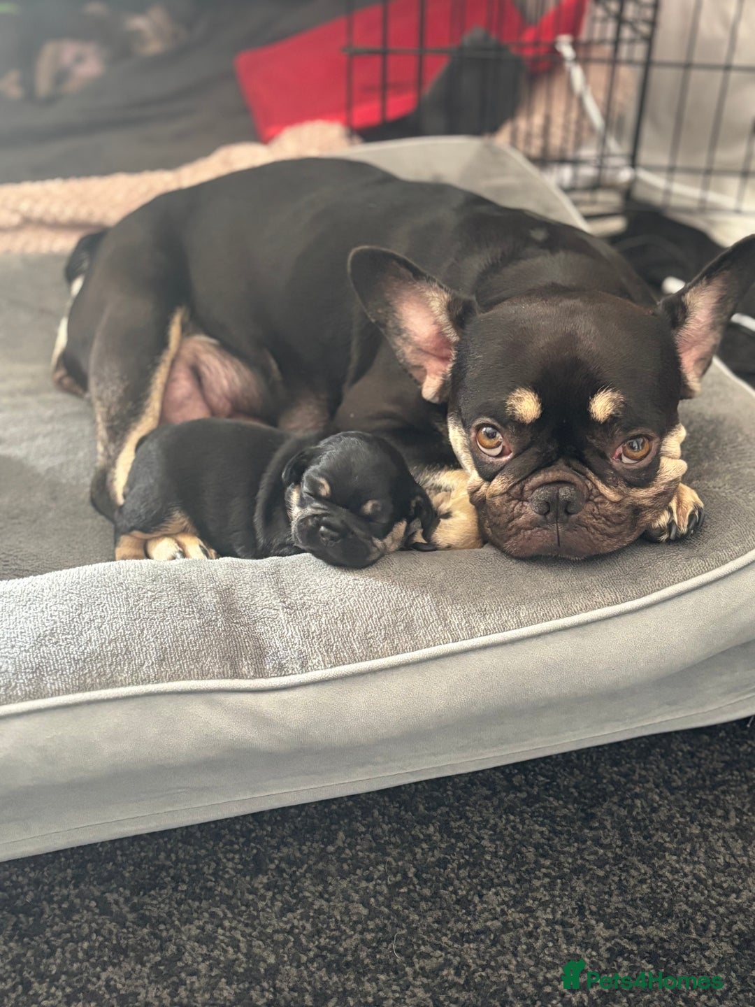 French Bulldog dogs for sale: Beautiful French bulldog puppies - Image 1