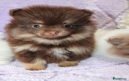 Pomeranian dogs for sale: PARTI MERLE QUALITY KC POMERANIANS - Image 7