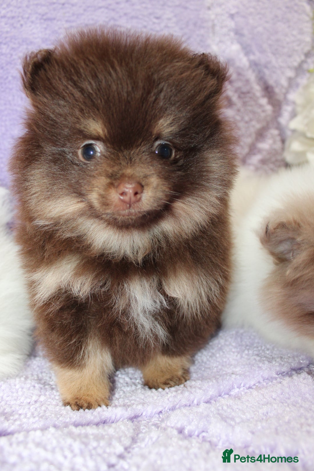 Pomeranian dogs for sale: PARTI MERLE QUALITY KC POMERANIANS - Image 7