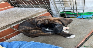 Boxer dogs - Advert 2